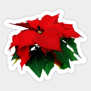 Poinsettias - Poinsettia and Leaves Sticker